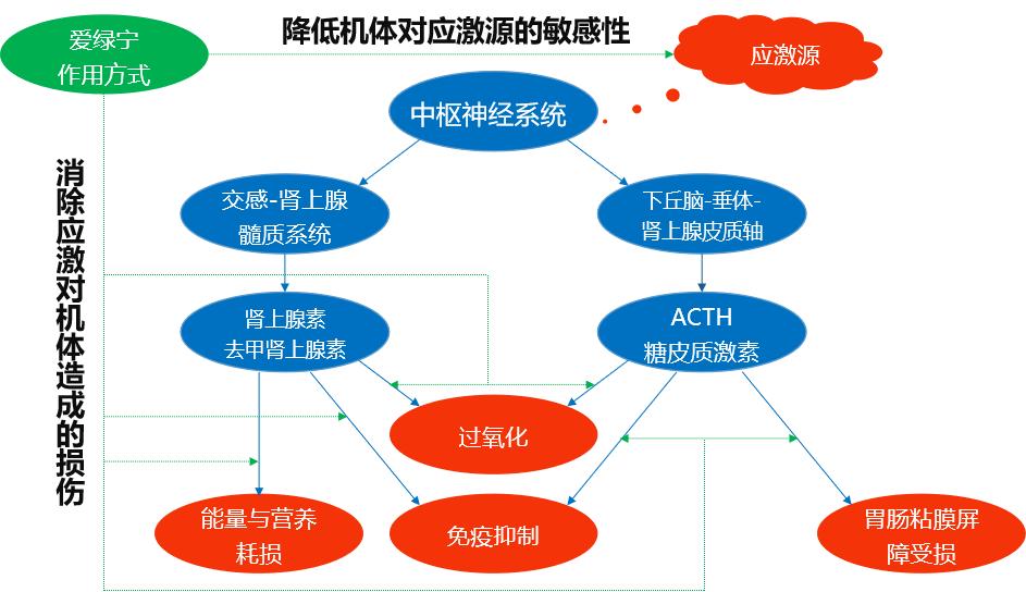 博猫游戏
