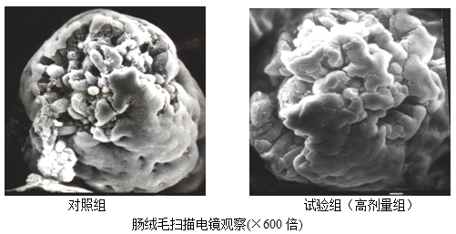 博猫游戏