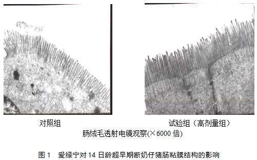 博猫游戏