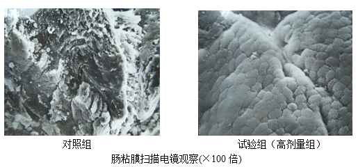 博猫游戏