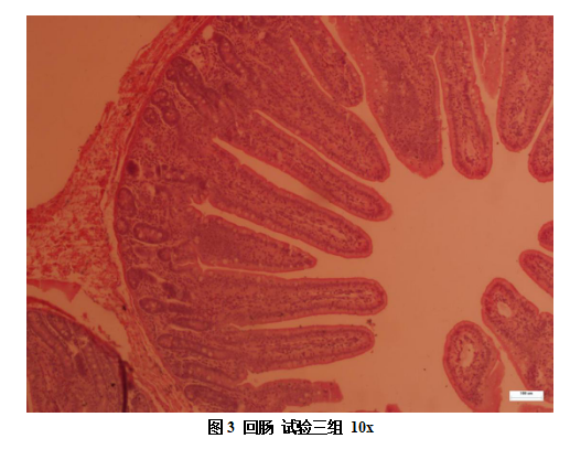博猫游戏