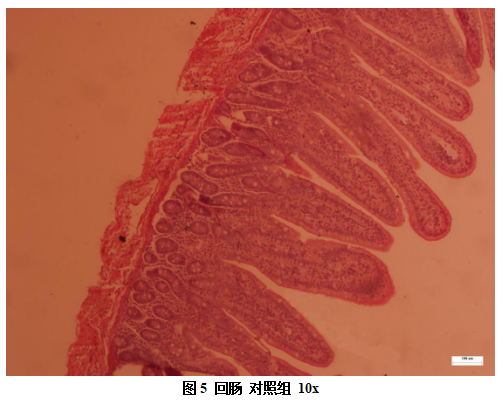 博猫游戏