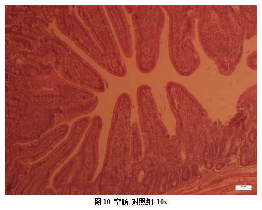 博猫游戏