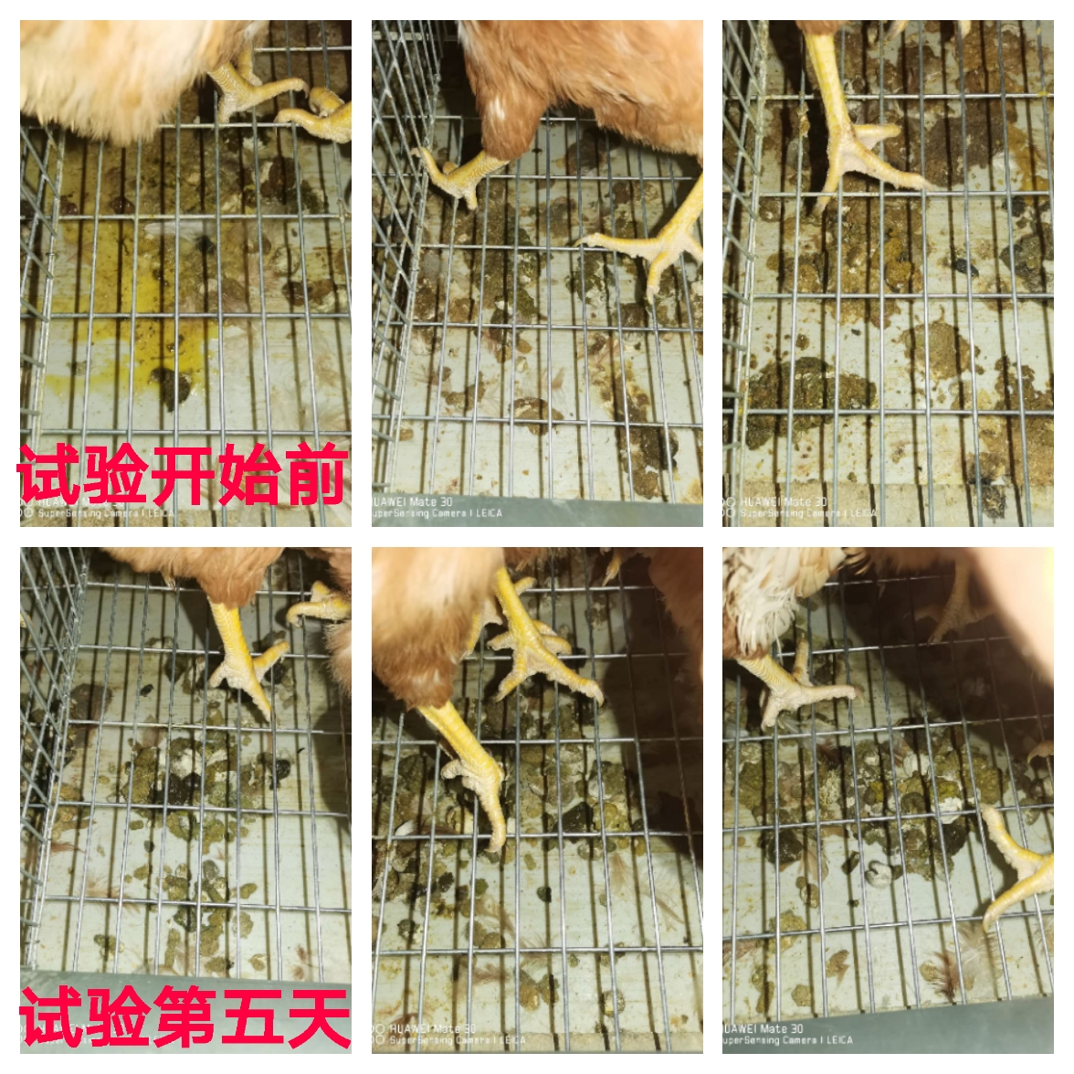 博猫游戏