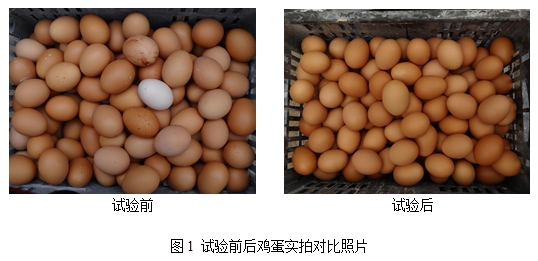 博猫游戏